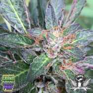 GrandDaddy Purple Seeds Grandpa Larry